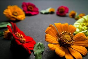 Colorful zinnia flower in flat lay arrangement on black background isolated. Flat lay, top view, empty space for copied text. photo