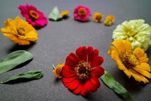 Colorful zinnia flower in flat lay arrangement on black background isolated. Flat lay, top view, empty space for copied text. photo