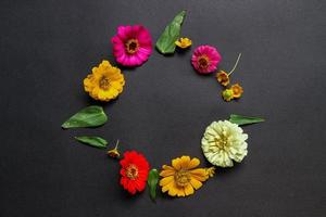 Colorful zinnia flower in flat lay arrangement on black background isolated. Flat lay, top view, empty space for copied text. photo