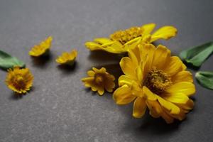 Yellow zinnia flower in flat lay arrangement on black background isolated. Flat lay, top view, empty space for copied text. photo