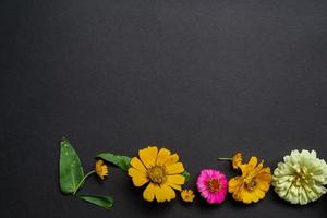 Colorful zinnia flower in flat lay arrangement on black background isolated. Flat lay, top view, empty space for copied text. photo