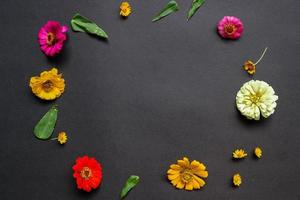 Colorful zinnia flower in flat lay arrangement on black background isolated. Flat lay, top view, empty space for copied text. photo