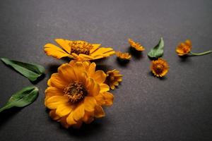 Yellow zinnia flower in flat lay arrangement on black background isolated. Flat lay, top view, empty space for copied text. photo