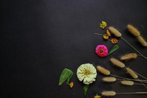 Colorful zinnia flower in flat lay arrangement on black background isolated. Flat lay, top view, empty space for copied text. photo