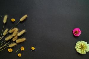 Colorful zinnia flower in flat lay arrangement on black background isolated. Flat lay, top view, empty space for copied text. photo