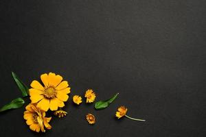 Yellow zinnia flower in flat lay arrangement on black background isolated. Flat lay, top view, empty space for copied text. photo