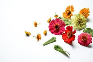 Beautiful zinnia flower composition on white background isolated. Flat lay, top view, copy flat still life. photo