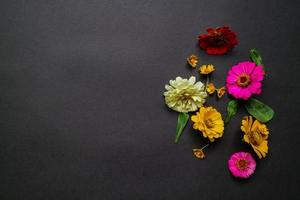 Colorful zinnia flower in flat lay arrangement on black background isolated. Flat lay, top view, empty space for copied text. photo