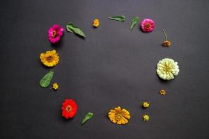 Colorful zinnia flower in flat lay arrangement on black background isolated. Flat lay, top view, empty space for copied text. photo