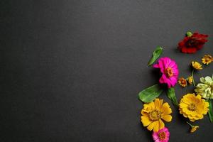 Colorful zinnia flower in flat lay arrangement on black background isolated. Flat lay, top view, empty space for copied text. photo