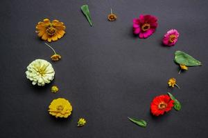 Colorful zinnia flower in flat lay arrangement on black background isolated. Flat lay, top view, empty space for copied text. photo