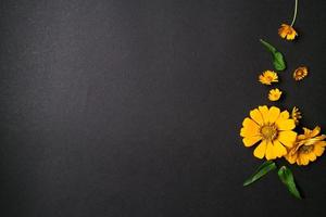 Yellow zinnia flower in flat lay arrangement on black background isolated. Flat lay, top view, empty space for copied text. photo