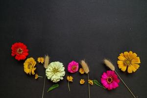 flor de zinnia colorida en disposición plana sobre fondo negro aislado. plano, vista superior, espacio vacío para texto copiado. foto