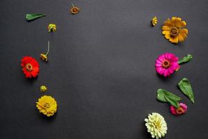 Colorful zinnia flower in flat lay arrangement on black background isolated. Flat lay, top view, empty space for copied text. photo