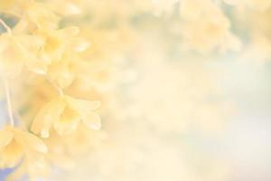 yellow orchid flower background photo