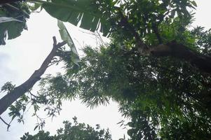 foto de árboles desde abajo mirando hacia el cielo.