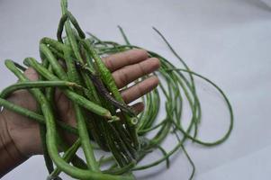 hand holding string beans on a white background. food material. source of vitamins. food menu for iftar. photo
