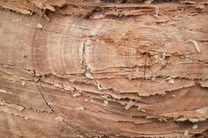 Photo shot of the texture of the part of a tree that has been cut down by humans. felling trees destroys the environment and life.