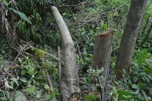 foto de la textura de la parte de un árbol que ha sido talado por humanos. la tala de árboles destruye el medio ambiente y la vida.