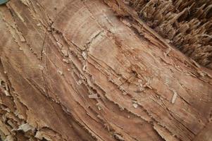 Photo shot of the texture of the part of a tree that has been cut down by humans. felling trees destroys the environment and life.