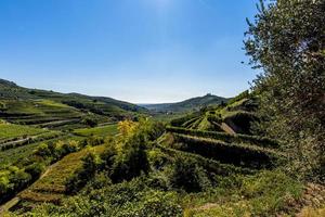 2021 10 16 Soave olive trees and castle 2 photo