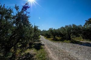 2021 10 16 Soave olive trees and castle photo