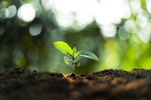 Growth Trees concept Coffee bean seedlings nature background photo
