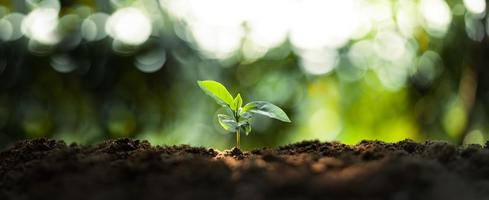 Growth Trees concept Coffee bean seedlings nature background photo