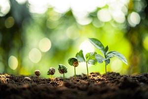 crecimiento árboles concepto café grano plántulas naturaleza fondo foto