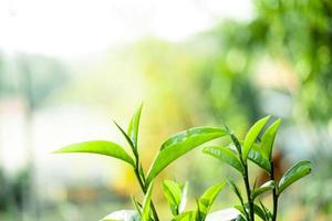 green tea leaves in nature evening light photo