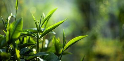 green tea leaves in nature evening light photo