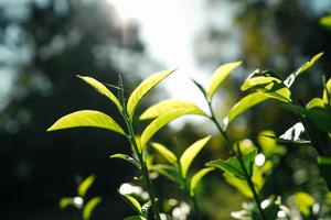 hojas de té verde en la naturaleza luz del atardecer foto