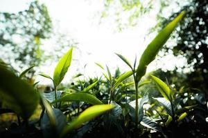 hojas de té verde en la naturaleza luz del atardecer foto