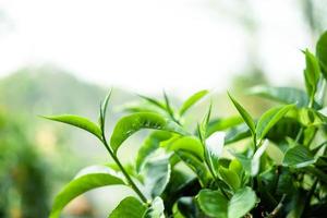 hojas de té verde en la naturaleza luz del atardecer foto