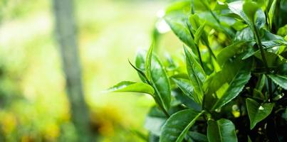 hojas de té verde en la naturaleza luz del atardecer foto