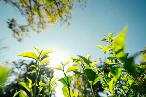 green tea leaves in nature evening light photo