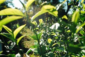 hojas de té verde en la naturaleza luz del atardecer foto