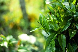 green tea leaves in nature evening light photo