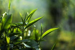hojas de té verde en la naturaleza luz del atardecer foto