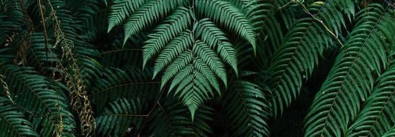 dark leaves in the forest foliage background in nature photo