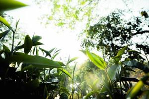 green tea leaves in nature evening light photo