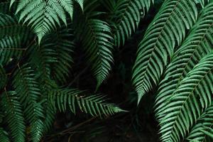 hojas oscuras en el fondo del follaje del bosque en la naturaleza foto