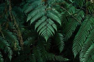 hojas oscuras en el fondo del follaje del bosque en la naturaleza foto