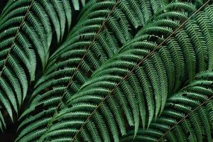 dark leaves in the forest foliage background in nature photo