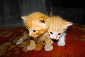 Closeup of ginger kitten. Two cute ginger kittens photo