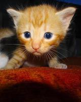 Closeup of ginger kitten. Ginger kitten cute face expression