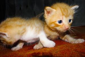 Cute ginger kitten. Two kittens hugging. Orange kitten
