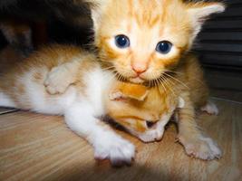 dos gatitos de jengibre. gatito pelirrojo abrazado en la habitación foto