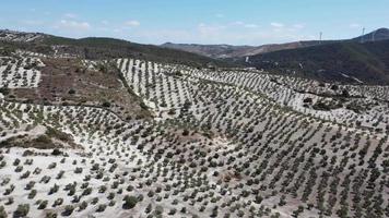 vista aérea de drones de la plantación de olivos en andalucía, españa. vastos campos plantados de olivos. alimentos orgánicos y saludables. agricultura y cultivos. origen del aceite de oliva. video