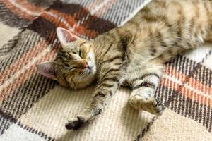 Portrait of a cute Bengal cat looking in camera, Close up photo